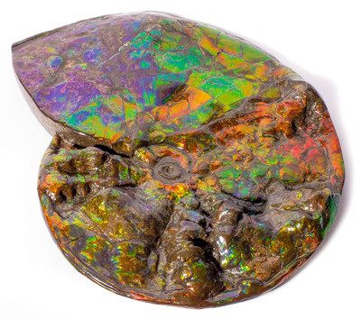 Ammolite Ammonite Placenticeras costatum