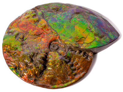 Ammolite Ammonite Placenticeras costatum