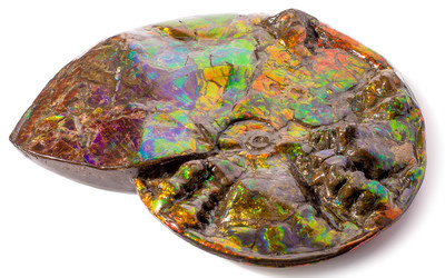 Ammolite Ammonite Placenticeras costatum
