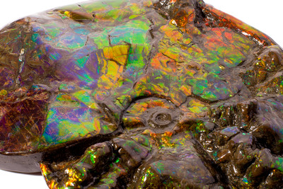 Ammolite Ammonite Placenticeras costatum