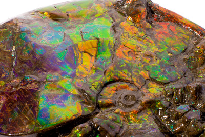 Ammolite Ammonite Placenticeras costatum