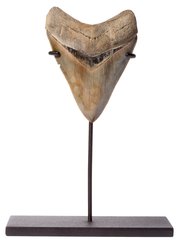 Collector quality megalodon tooth 10,6 cm (4.17 