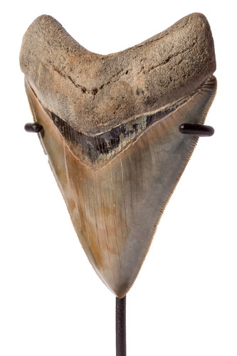 Collector quality megalodon tooth 10,6 cm (4.17 