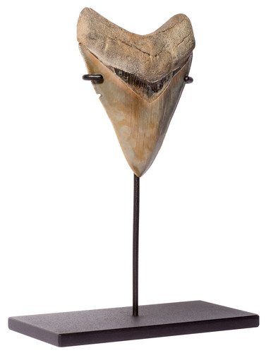 Collector quality megalodon tooth 10,6 cm (4.17 