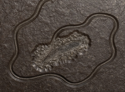 Sea lily (crinoidea)