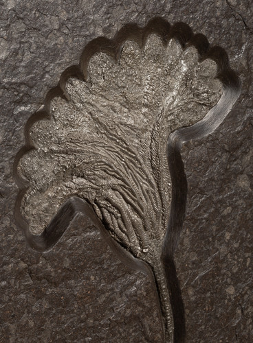 Sea lily (crinoidea)