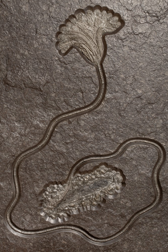 Sea lily (crinoidea)