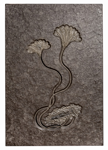 Sea lily (crinoidea)