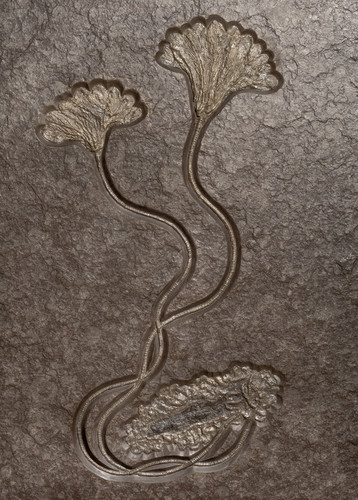 Sea lily (crinoidea)