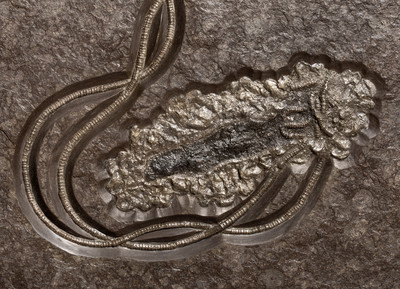 Sea lily (crinoidea)