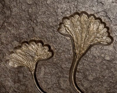 Sea lily (crinoidea)