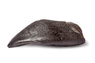 Camarasaurus sp. tooth