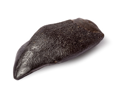 Camarasaurus sp. tooth