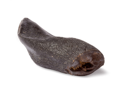 Camarasaurus sp. tooth