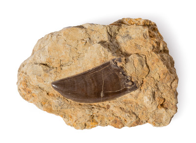 Allosaurus tooth