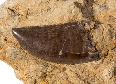 Allosaurus tooth