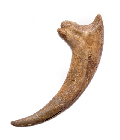 Archeroraptor sp. claw