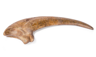 Archeroraptor sp. claw
