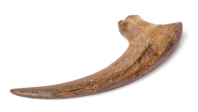 Archeroraptor sp. claw