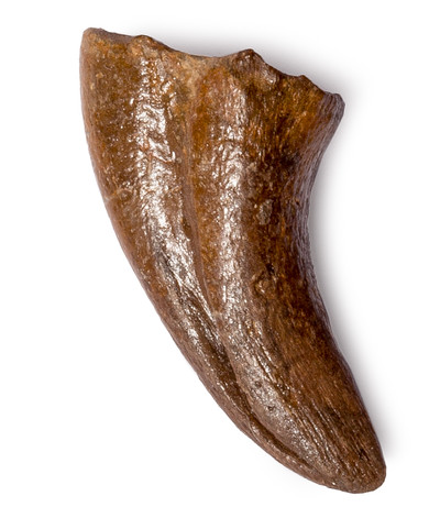 Theropod claw