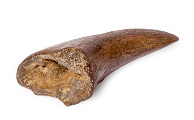 Theropod claw