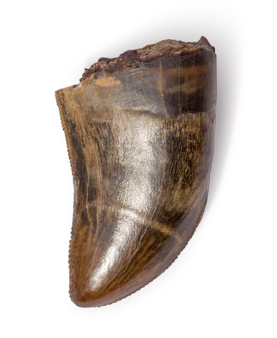 Tyrannosaurus tooth
