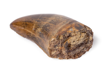 Tyrannosaurus tooth