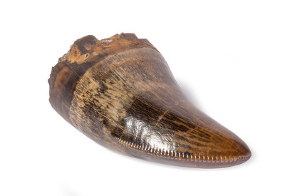 Tyrannosaurus tooth