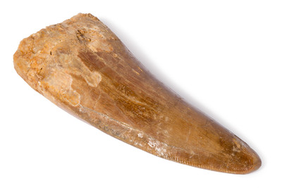Carcharodontosaurus saharicus tooth
