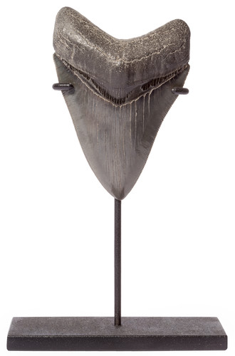 Collector quality megalodon tooth 9,8 cm (3.86 