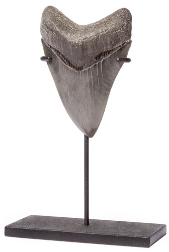 Collector quality megalodon tooth 9,8 cm (3.86 