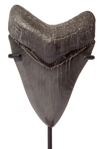 Collector quality megalodon tooth 9,8 cm (3.86 