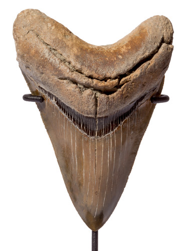 Collector quality megalodon tooth 12,5 cm (4.92 