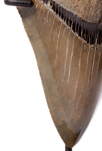 Collector quality megalodon tooth 12,5 cm (4.92 