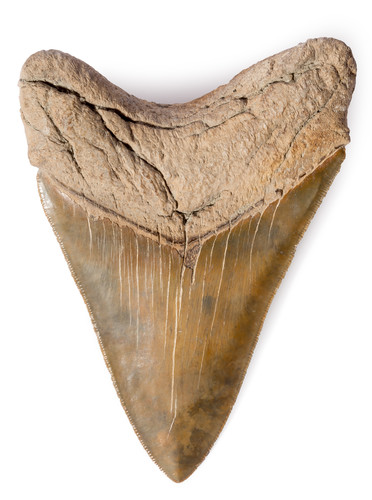 Collector quality megalodon tooth 12,5 cm (4.92 