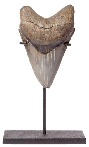 Collector quality megalodon tooth 11,7 cm (4.61 