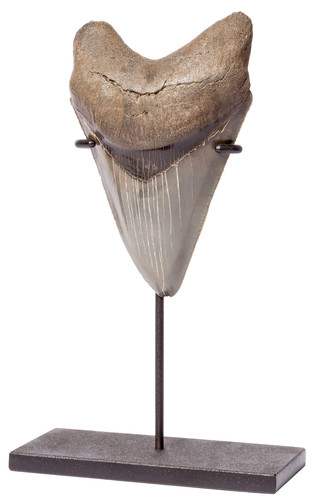 Collector quality megalodon tooth 11,7 cm (4.61 