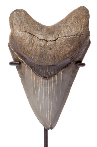 Collector quality megalodon tooth 11,7 cm (4.61 