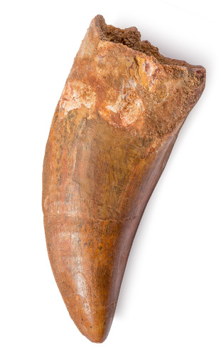 Carcharodontosaurus saharicus tooth