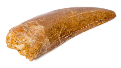 Carcharodontosaurus saharicus tooth