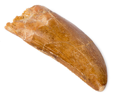 Carcharodontosaurus saharicus tooth