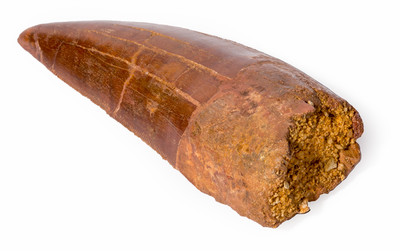 Carcharodontosaurus saharicus tooth