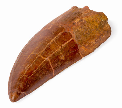 Carcharodontosaurus saharicus tooth