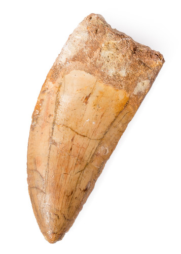 Carcharodontosaurus saharicus tooth