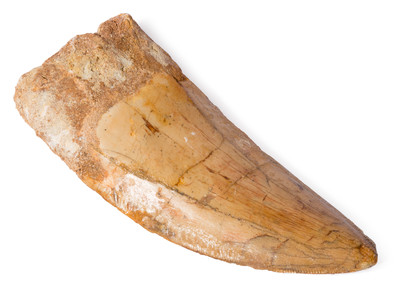 Carcharodontosaurus saharicus tooth