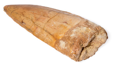Carcharodontosaurus saharicus tooth