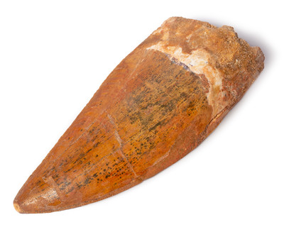 Carcharodontosaurus saharicus tooth