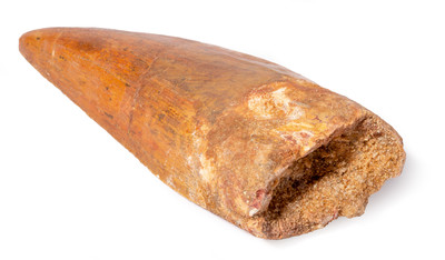 Carcharodontosaurus saharicus tooth