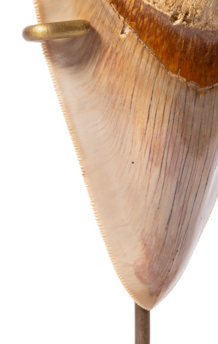 Museum quality megalodon tooth 13,3 cm (5.24 