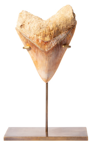 Museum quality megalodon tooth 14 cm (5.51 